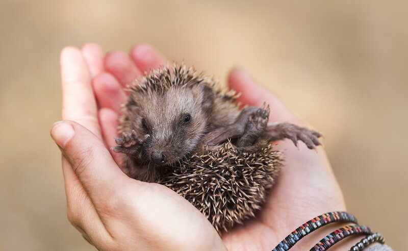 Baby Hedgehog in Hands