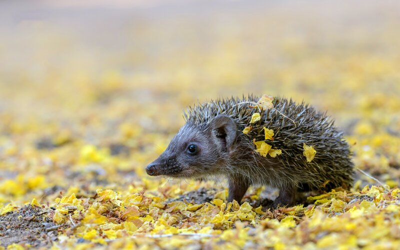 Baby Hedgehog in Leaves
