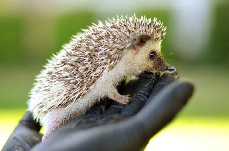 Baby Hedgehog on Hand — Brown