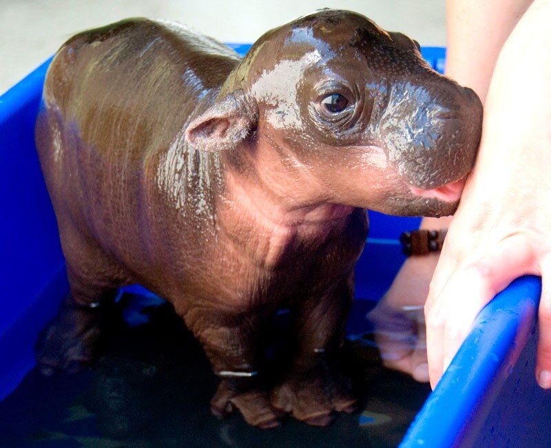 Baby hippo in a tub