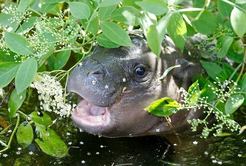 Baby Hippo in Water