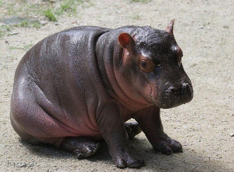 Baby Hippo Sitting