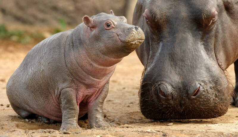 Baby hippo with adult hippo