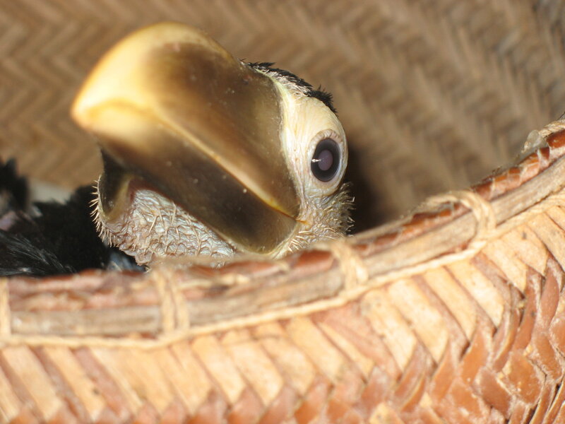 baby hornbill in a basket