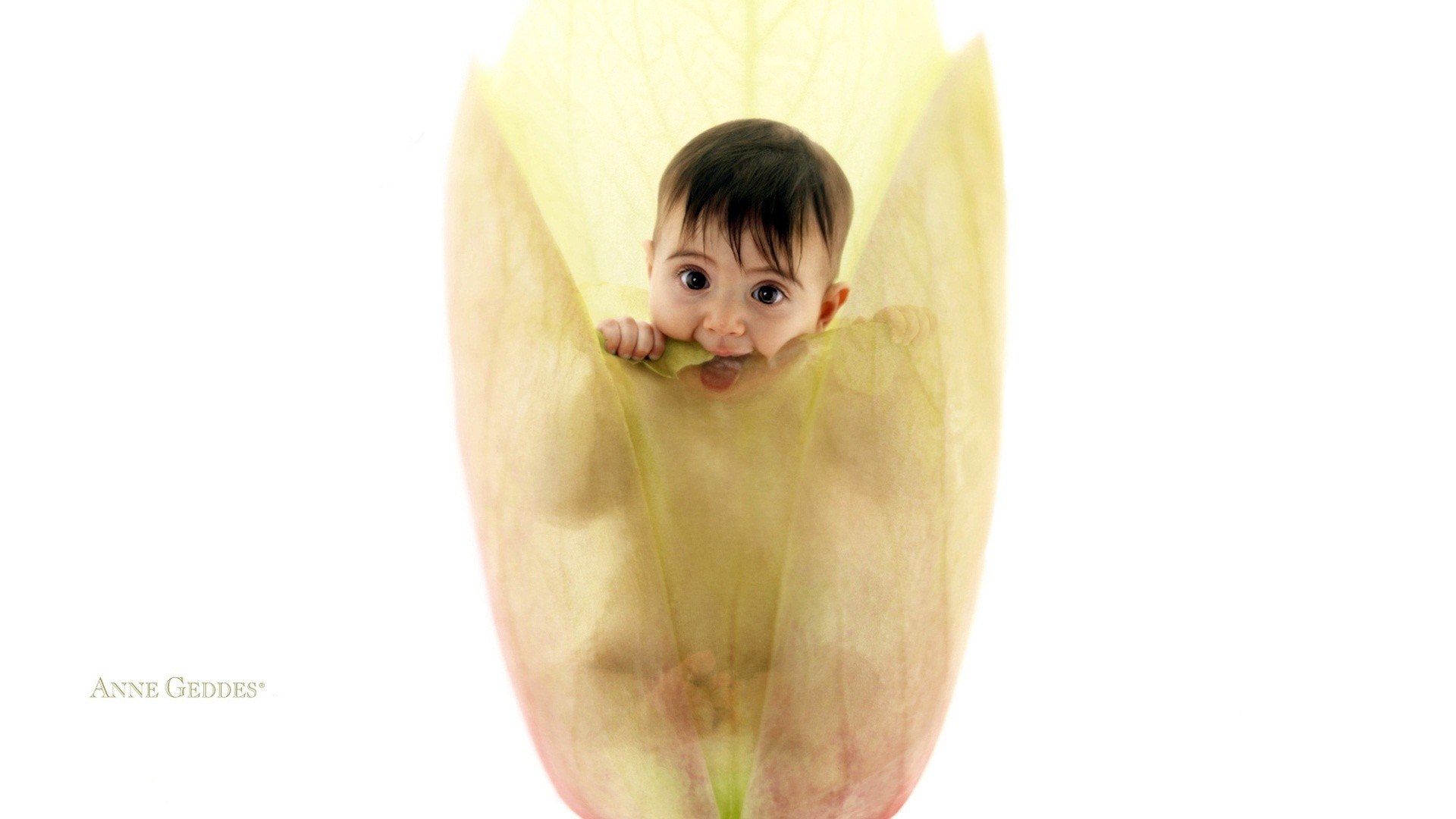 baby in a flower