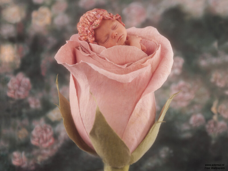 Baby in a rose bud