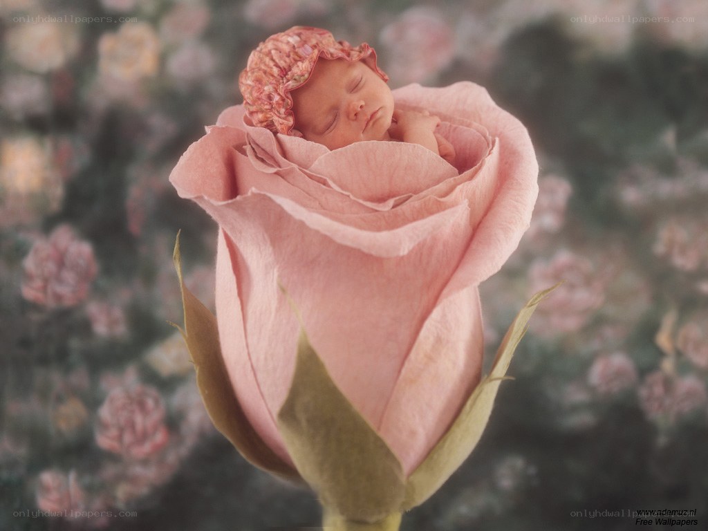 Baby in a rose bud
