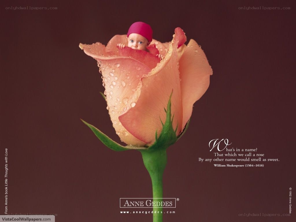 Baby in a rose