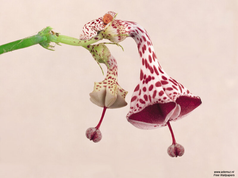 Baby in a spotted flower