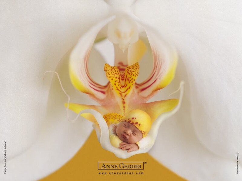 Baby in an orchid flower