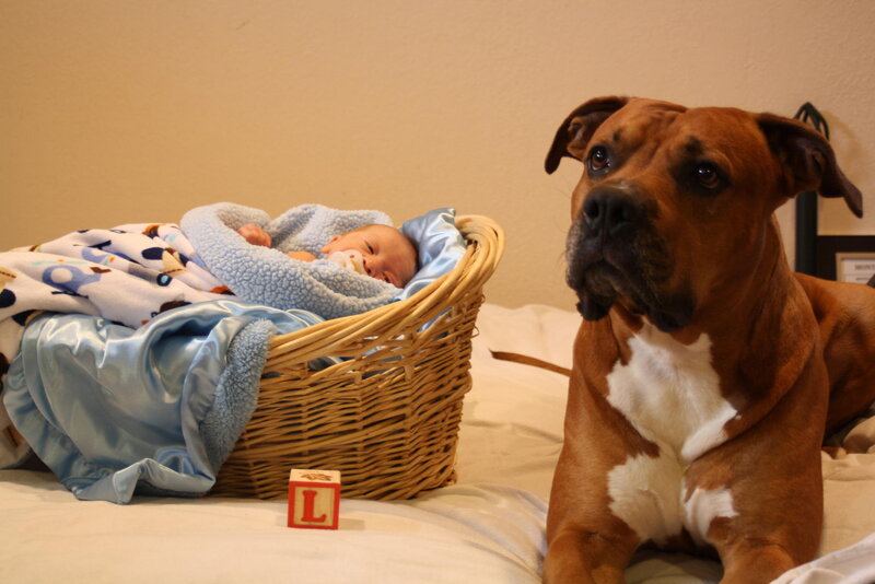 Baby in Basket with Dog