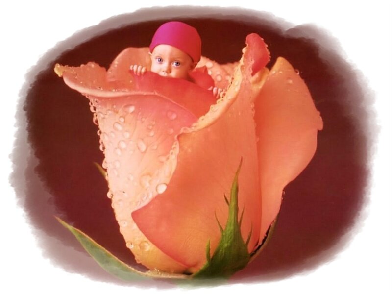 Baby in Rose Bud — Pink