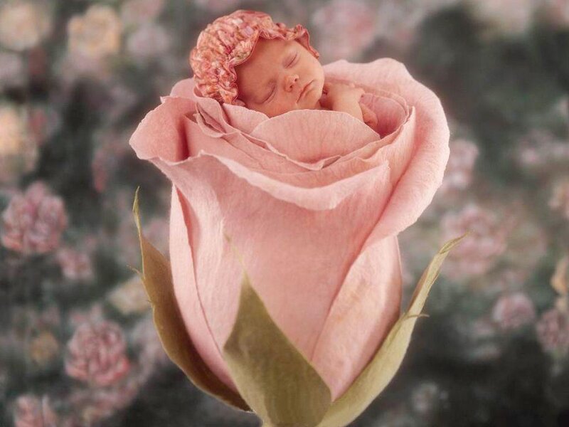 Baby in Rose Bud