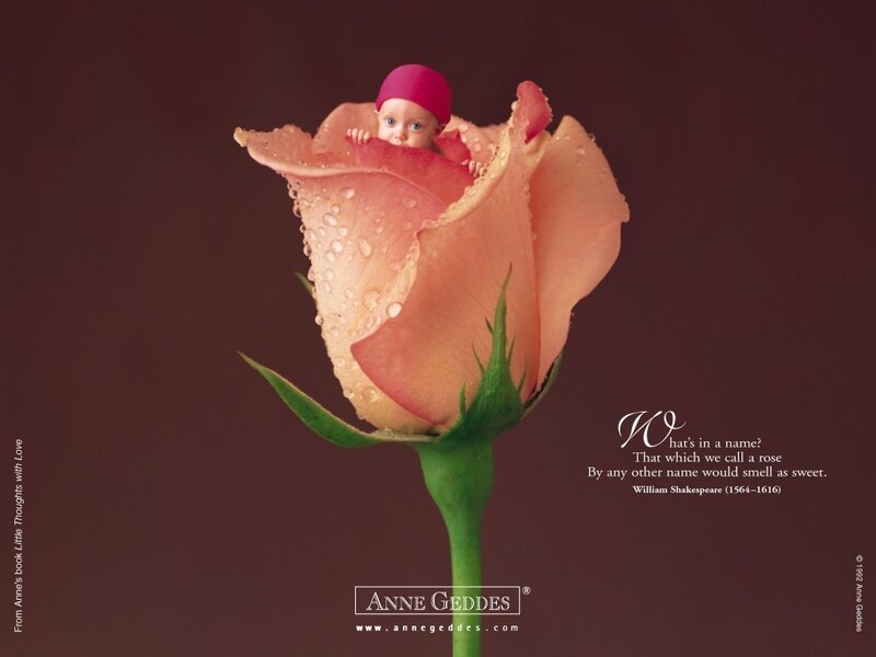 Baby in Rose Flower