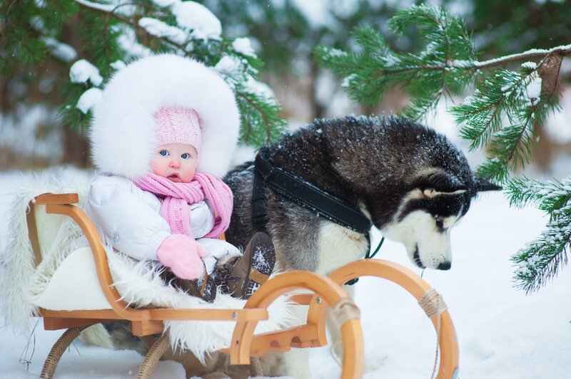 Baby in Sled with Husky