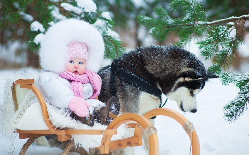 Baby in Sled with Husky — White