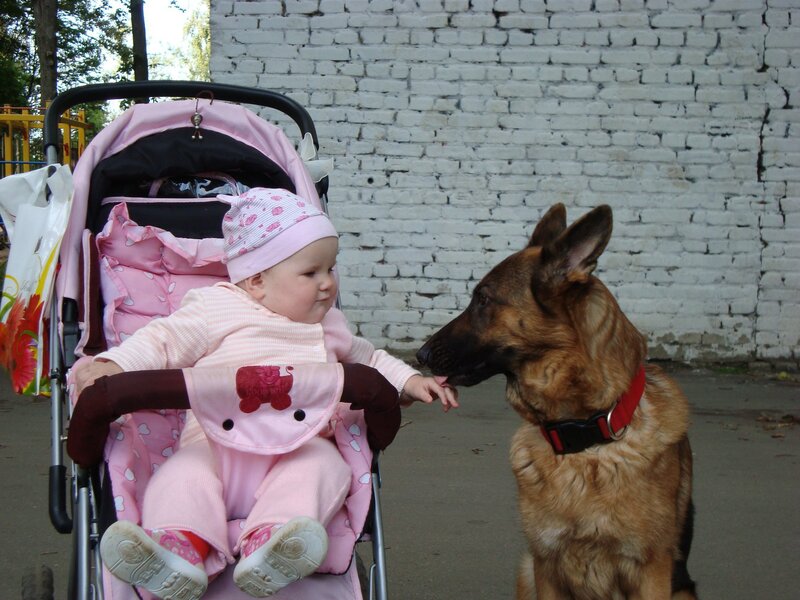 Baby in Stroller with Dog