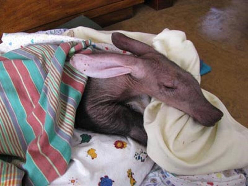 Baby Kangaroo Sleeping