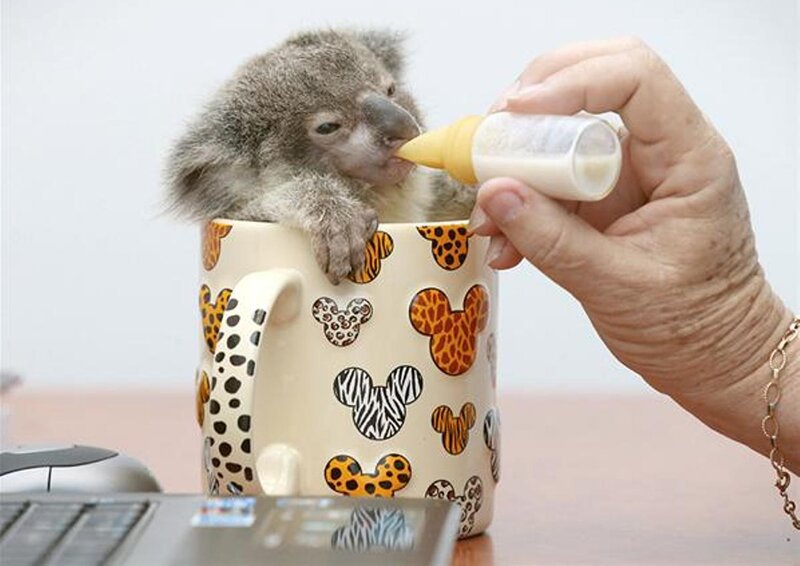 Baby Koala Being Fed