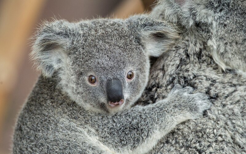 Baby koala clinging to mother