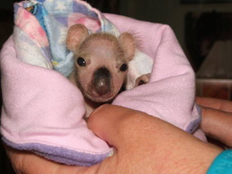 Baby Koala in Blanket — Pink