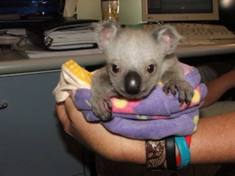 Baby Koala in Blanket