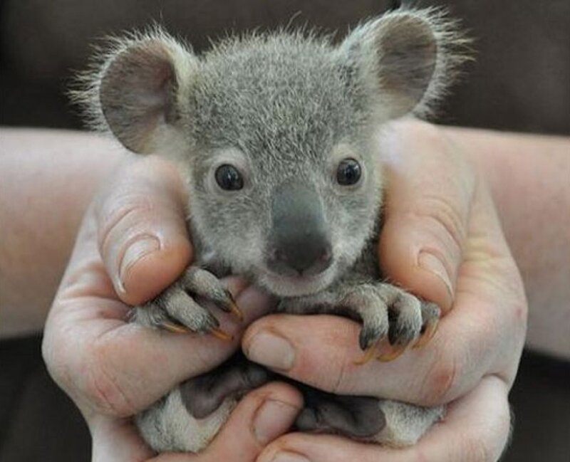 Baby Koala in Hands