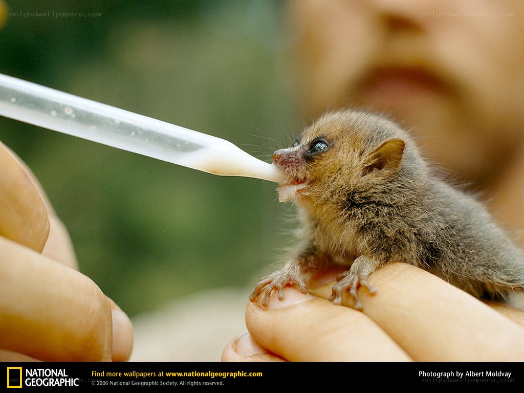 Baby lemur being fed