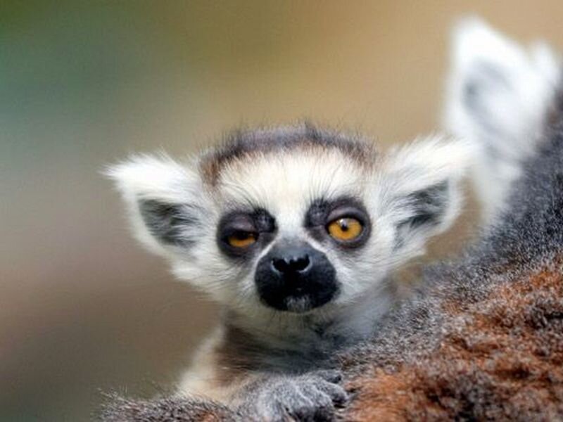 Baby Lemur on Branch
