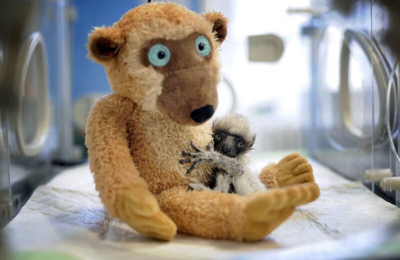 Baby lemur with stuffed monkey