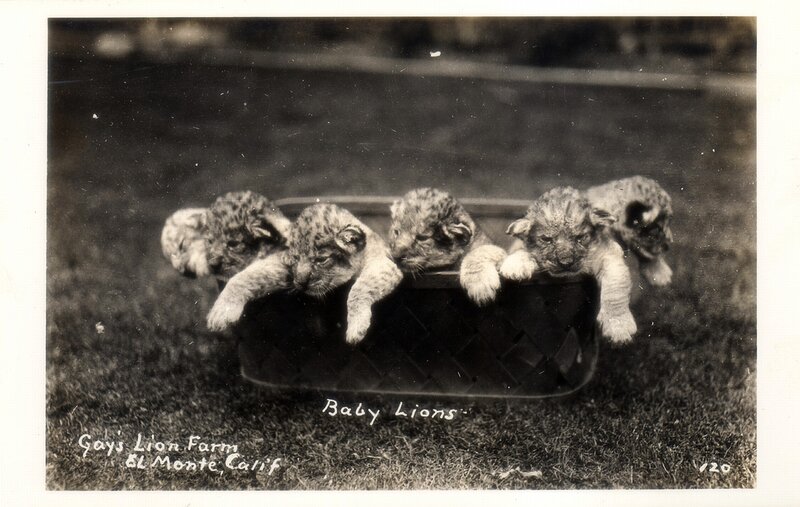Baby lions in a basket