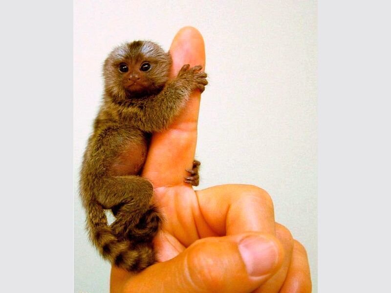 Baby Marmoset Monkey — Brown