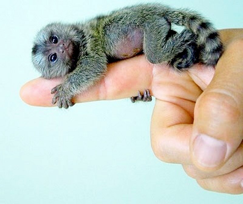 Baby Marmoset Monkey — Gray, Calm