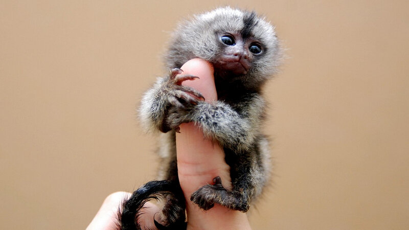 Baby Marmoset Monkey — Gray