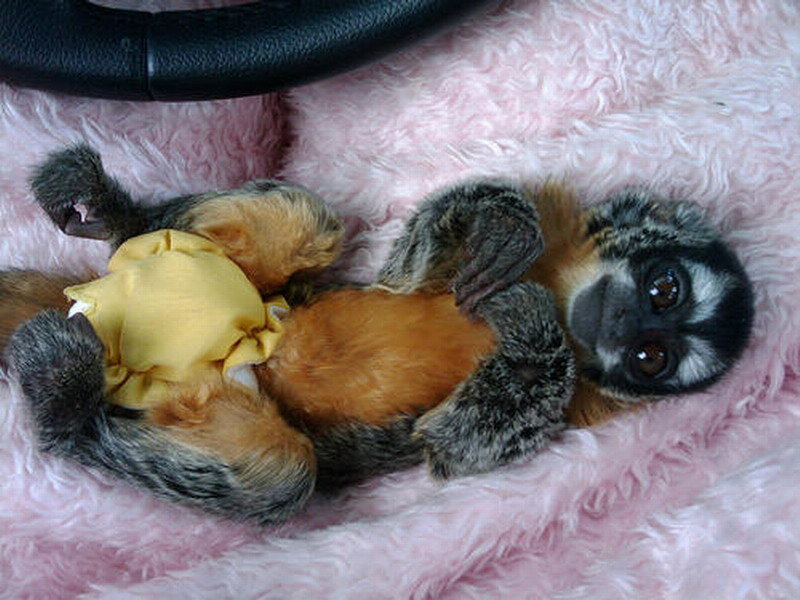 Baby Marmoset Monkey — Pink