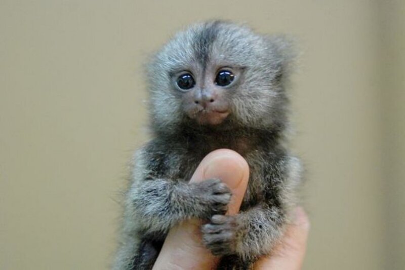 Baby Marmoset Monkey