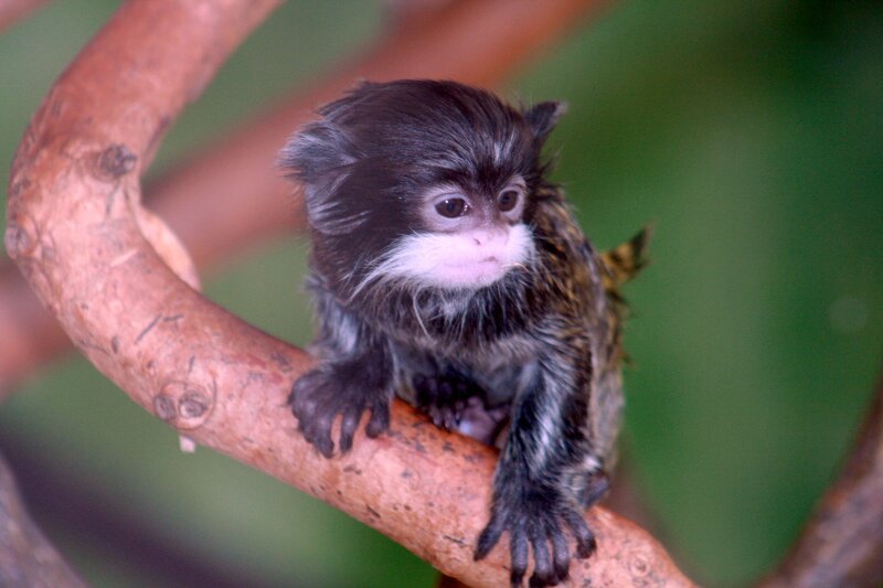 Baby marmoset on a branch