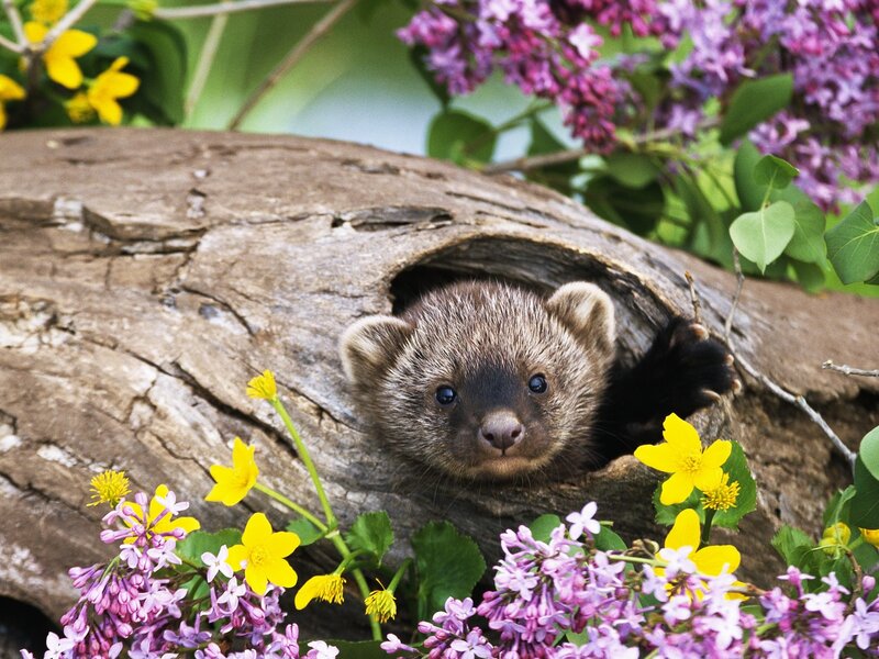 Baby marten in a log
