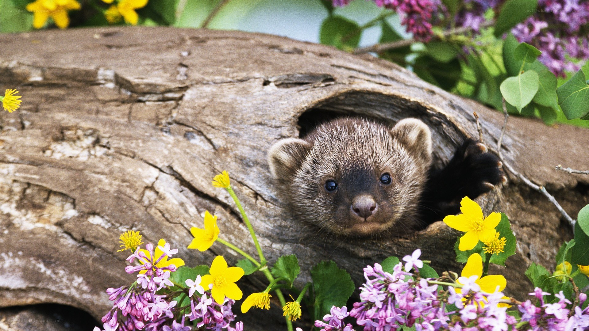 Baby marten in a log