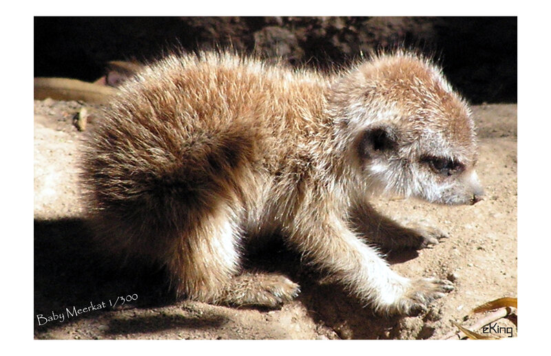 Baby meerkat on sandy ground