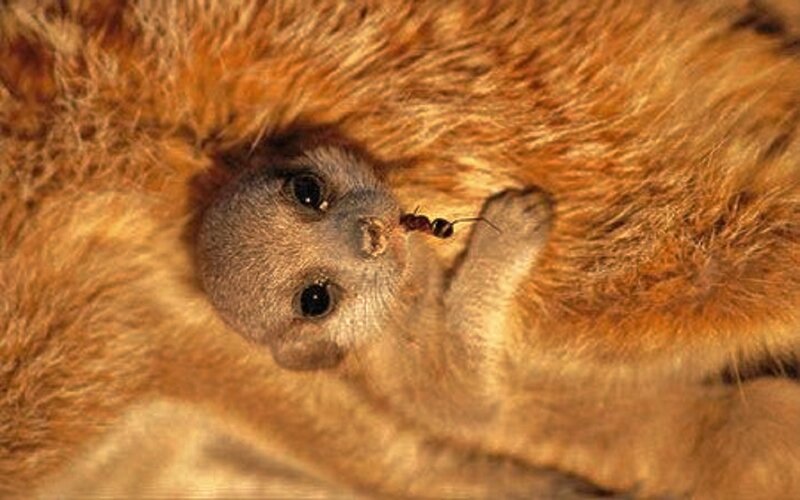 Baby Meerkat with Ant