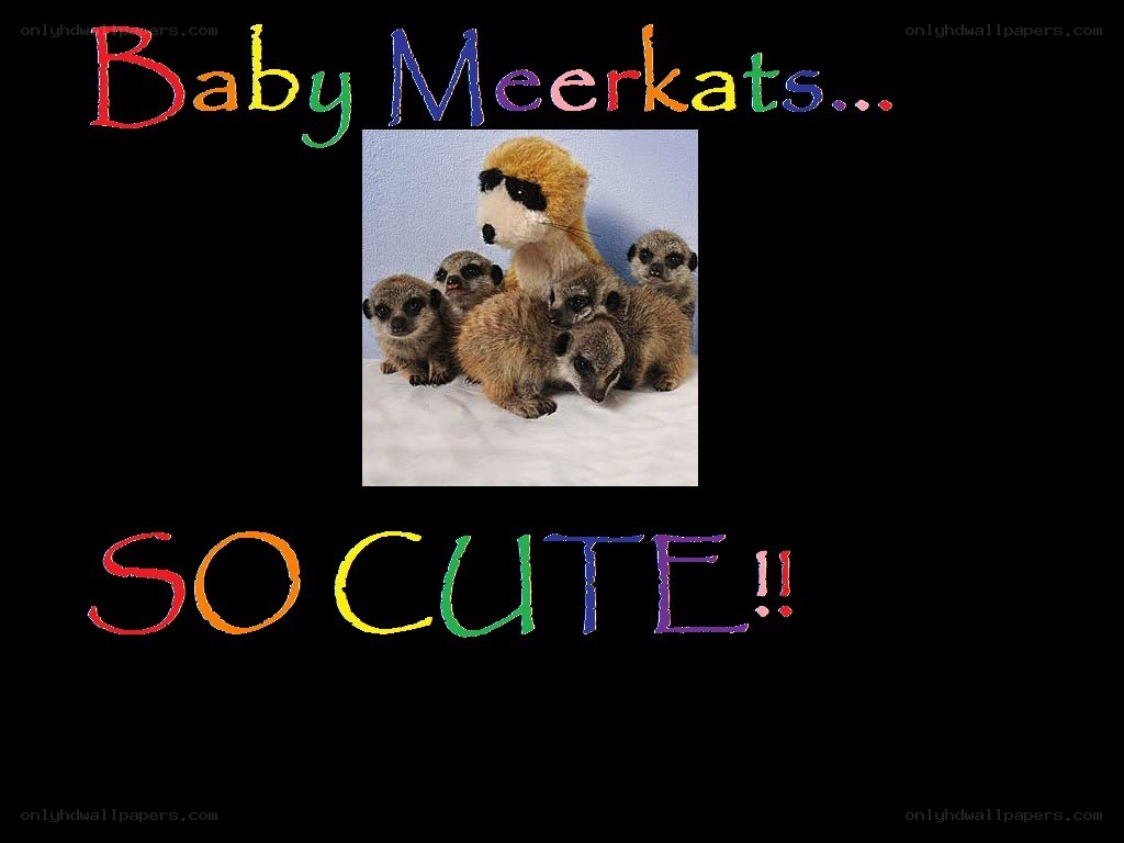 Baby meerkats so cute