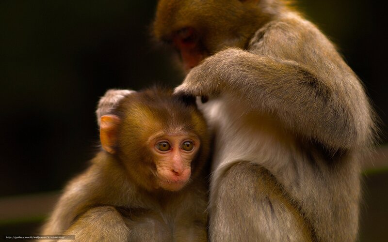 Baby Monkey Being Groomed — Brown