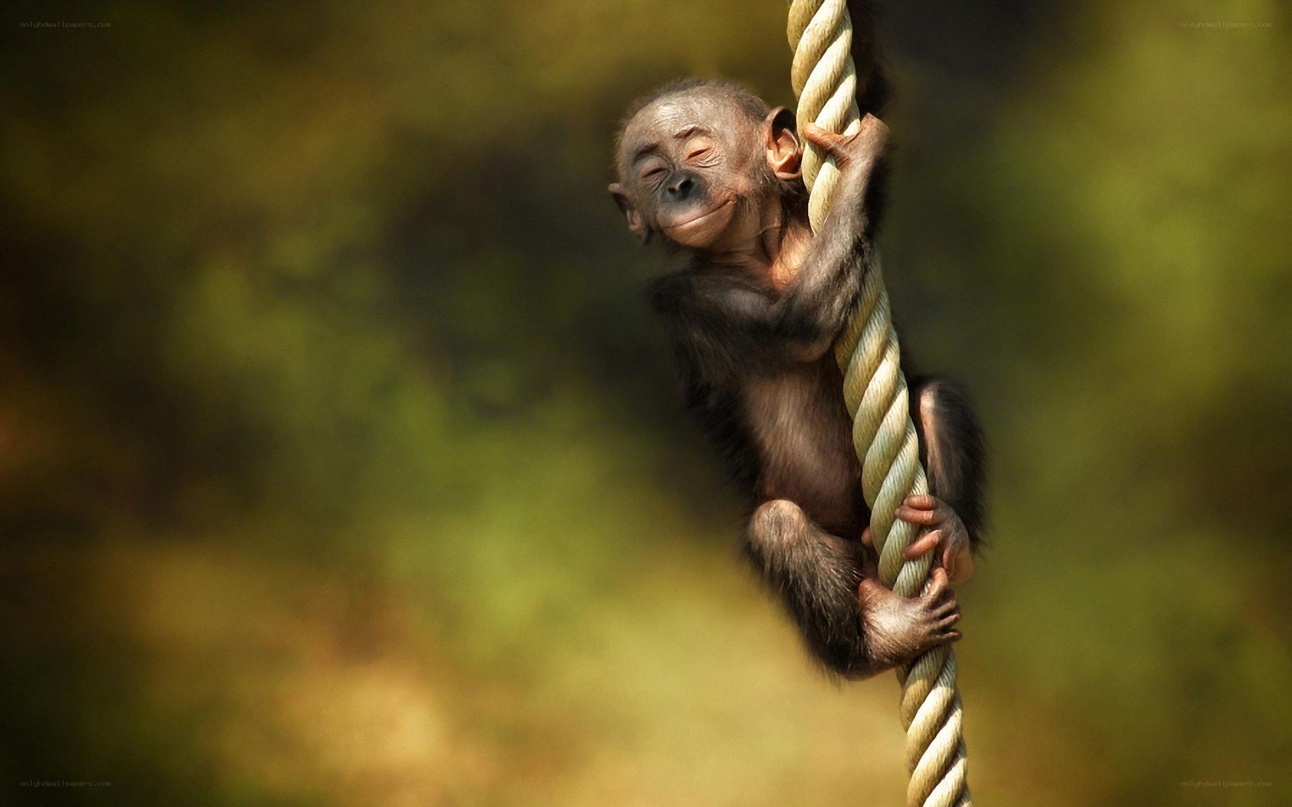 Baby monkey climbing rope