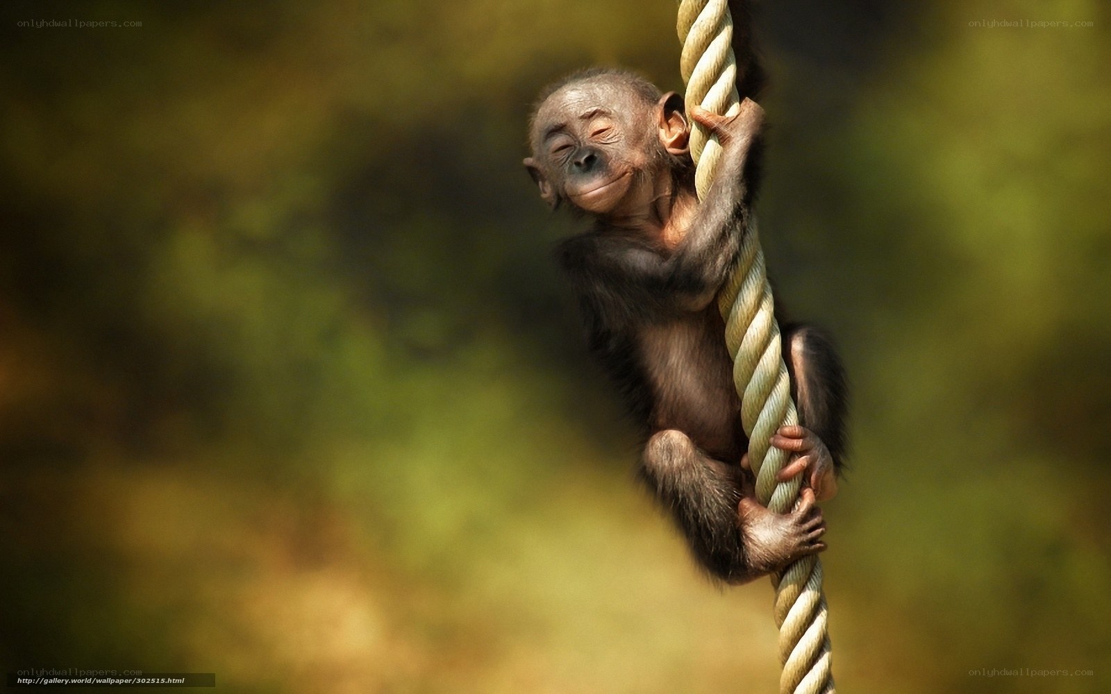 Baby monkey climbing rope