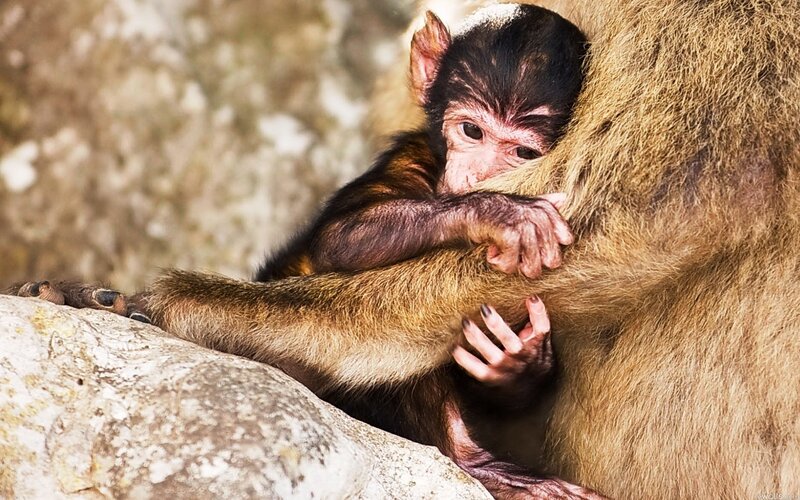 Baby monkey clinging to mother