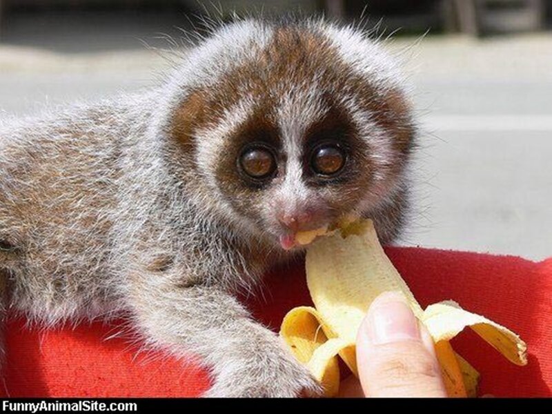 Baby monkey eating banana