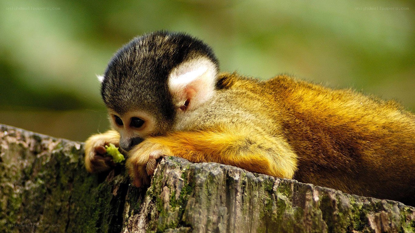Baby monkey eating on a log