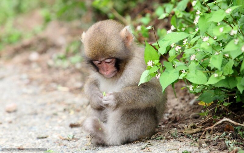 Baby monkey eating plant