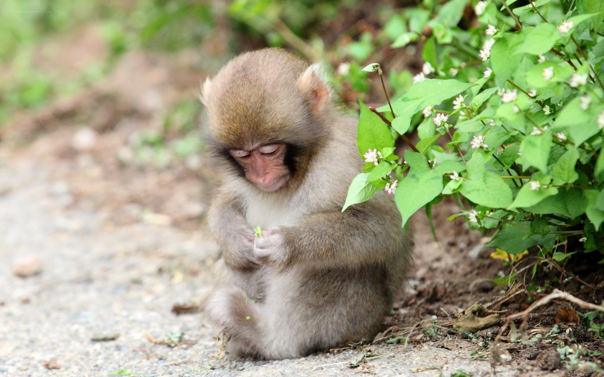 Baby monkey eating plant